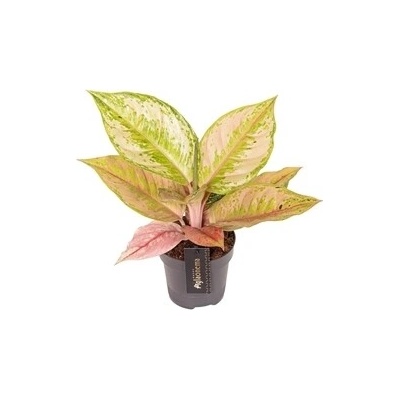 Gardners Aglaonema Pastella, průměr 12 cm Aglaonema, Spící panna