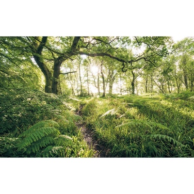 Komar Vliesová fototapeta Mystic Path rozměry 400 x 250 cm