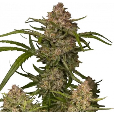 Fastbuds Guava Auto semienka neobsahujú THC 10 ks