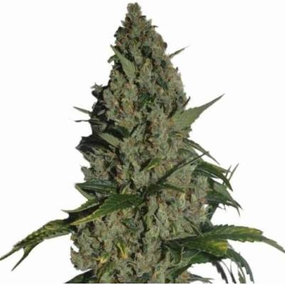 Nirvana Amnesia semena neobsahují THC 5 ks