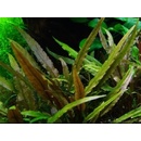 Cryptocoryne undulata