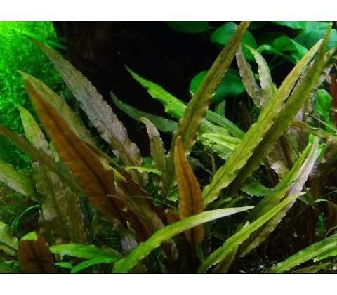 Cryptocoryne undulata