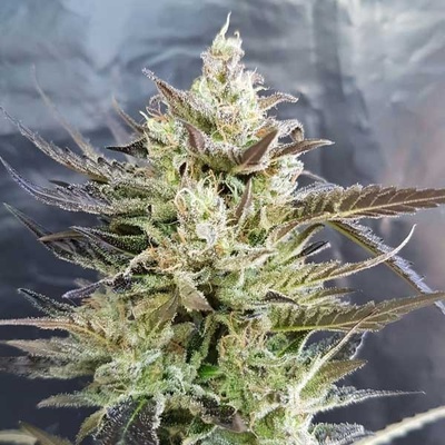 Freedom Of Seeds Short Nepali AUTO semena neobsahují THC 3 ks