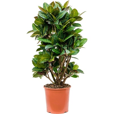 Croton (codiaeum) variegatum Petra 30x120 cm