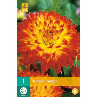 JUB HOLLAND Hlízy jiřiny Dahlia decorative PROCYON 1 kus