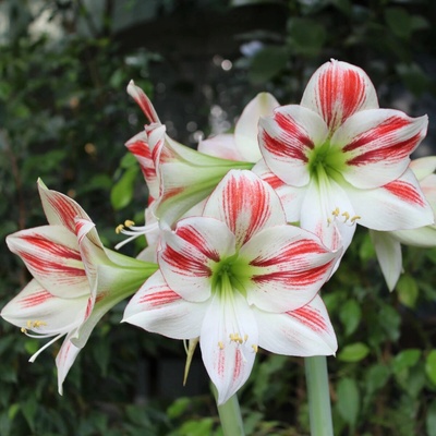 Hvězdník Ambiance Hippeastrum cibule hvězdníku 1 ks
