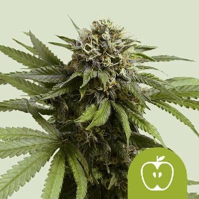 Royal Queen Seeds Apple Fritter AUTO semena neobsahují THC 3 ks