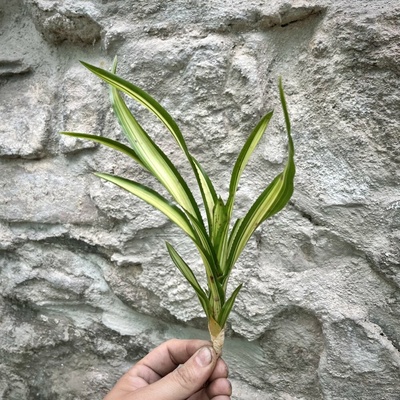Neoregelia - Chrisy