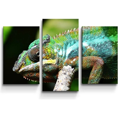 Sablio Obraz - 3-dílný Chameleón - 75x50 cm
