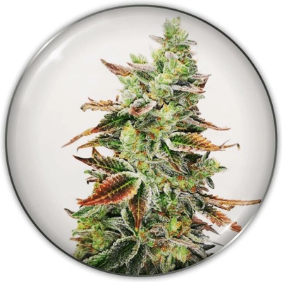 Medical Seeds Co. Banana Purp semena neobsahují THC 5 ks