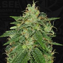 T.H. Seeds S.A.G.E. semena neobsahují THC 5 ks