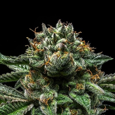 Ripper Seeds Chempie semienka neobsahujú THC 3 ks