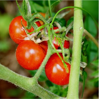 Paradajka kolíková Matina - Solanum lycopersicum - Semená rajčiaka - 20 ks