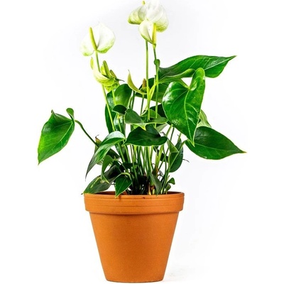 Gardners Anthurium andraeanum bílá, průměr 12 cm Anturie, Toulitka, Prasečí ocásek