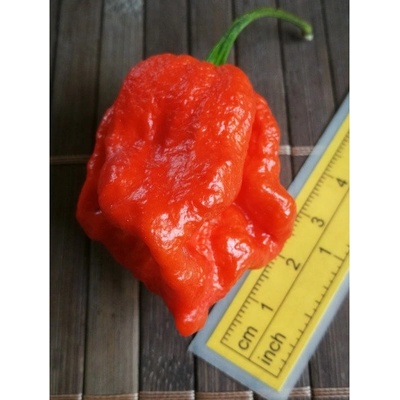 Trinidad Moruga Scorpion 19-CC17-21-2 (chilli semena) 1 ks