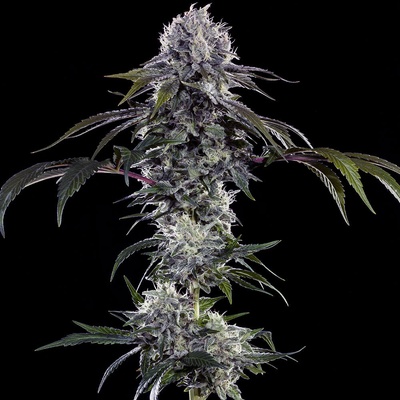 Barney´s Farm Durban Z F1 Hybrid semena neobsahují THC 3 ks