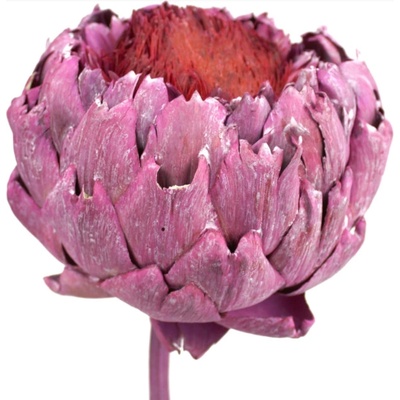 Sušený Artyčok Arti Flower extra big frosted red, 5 ks, červený