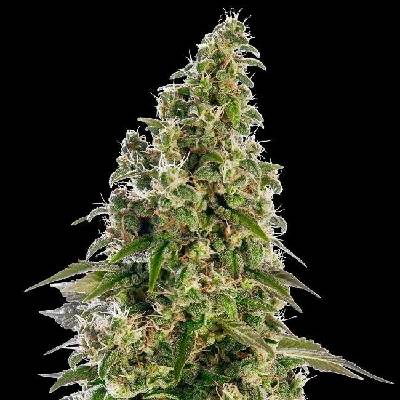 Sensi Seeds Afghani #1 Automatic semena neobsahují THC 3 ks