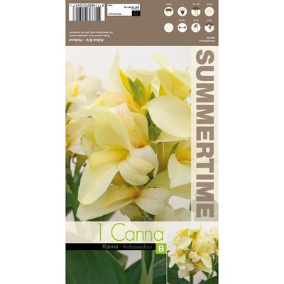 Seklos Индийска Кана Амбасадор Canna Indica - 1 бр луковица