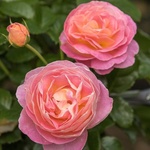 Tantau® Роза Dornburger Schlossrose® - (Tantau®)