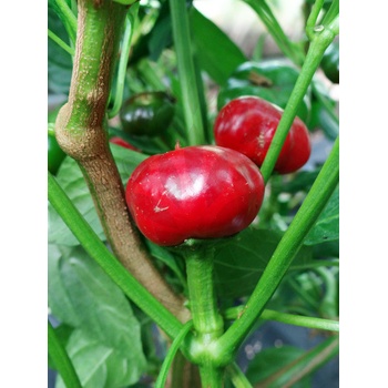 Large Red Cherry