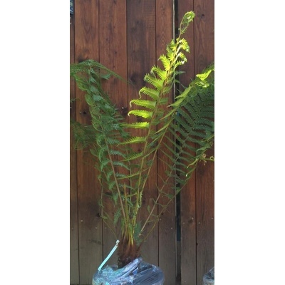 Dicksonia fibrosa - kmeň 15-20cm