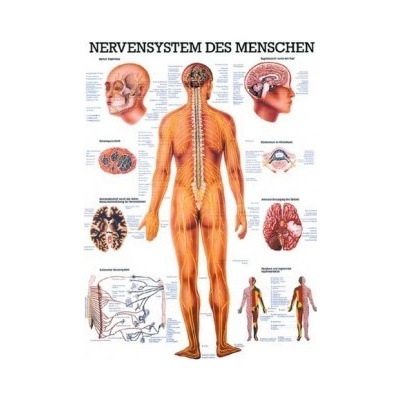 Rüdiger-Anatomie Naučný plakát Nervový systém