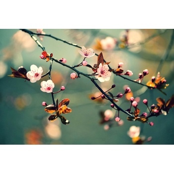 DIMEX ART s. r. o Флизелинов фототапет японски черешов цвят 375 x 250 см