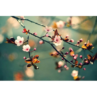 DIMEX ART Флизелинов фототапет японски черешов цвят 375 x 250 см