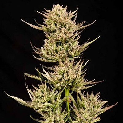 Seedsman Cookie Apple OG F1 Auto semienka neobsahujú THC 10 ks