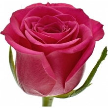 Růžová růže FUCHSIANA 50cm (M)