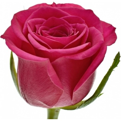 Růžová růže FUCHSIANA 70cm (M)