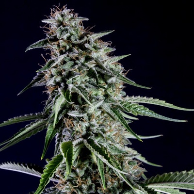 Kannabia SeedsRainbow Sherbet #11 semena neobsahují THC 5 ks