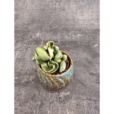 Hoya carnosa Compacta Variegata mini