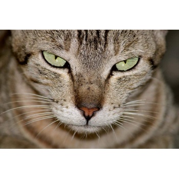 DIMEX ART s. r. o Флизелинов фототапет зрителният контакт 375 x 250 см