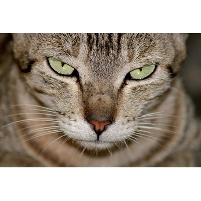 DIMEX ART Флизелинов фототапет зрителният контакт 375 x 250 см