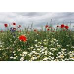 DIMEX ART Флизелинов фототапет цъфтяща лятна поляна 375 x 250 см