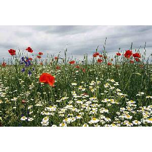 DIMEX ART Флизелинов фототапет цъфтяща лятна поляна 375 x 250 см