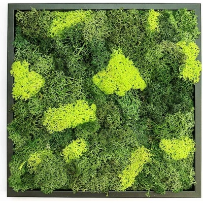 Gardners Obraz z lišejníku 35x35 cm, černá