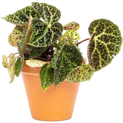 Gardners Begonia leaf Ferox, průměr 12 cm Begónie, andělská křídla