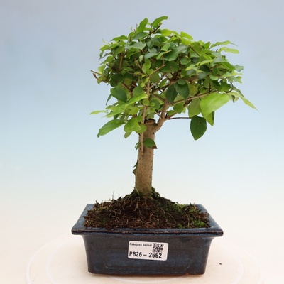 e-bonsai Pokojová bonsai -Ligustrum chinensis - Ptačí zob