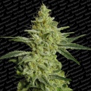Paradise Seeds Allkush semena neobsahují THC 5 ks