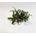 Bucephalandra Biblis