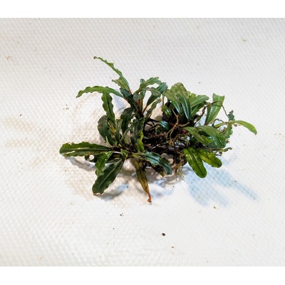 Bucephalandra Biblis