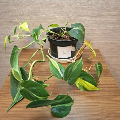 Philodendron Brasil č2