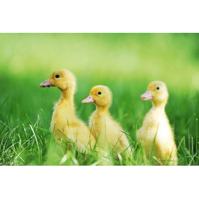 DIMEX ART Флизелинов фототапет пилета в тревата 375 x 250 см