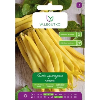 W. Legutko Galopka жълтоплодни джуджета зелен фасул - ранен сорт, плоски шушулки