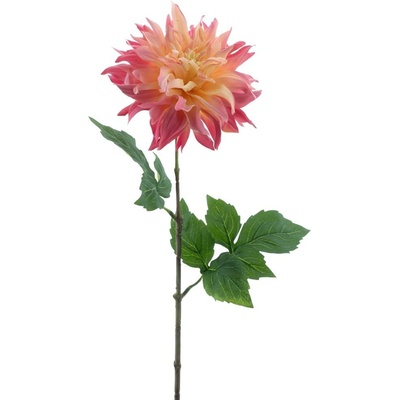 Jiřinka - Dahlia 'Mumba' krémová / růžová V63 cm (N968710)
