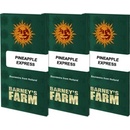 Barney's Farm Pineapple Express semena neobsahují THC 5 ks