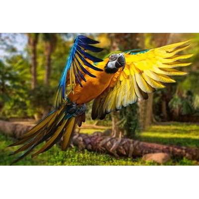 DIMEX ART Флизелинов фототапет красив цветен папагал 375 x 250 см